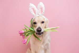 Dogs Trust top Easter tips to keep your dog entertained - The