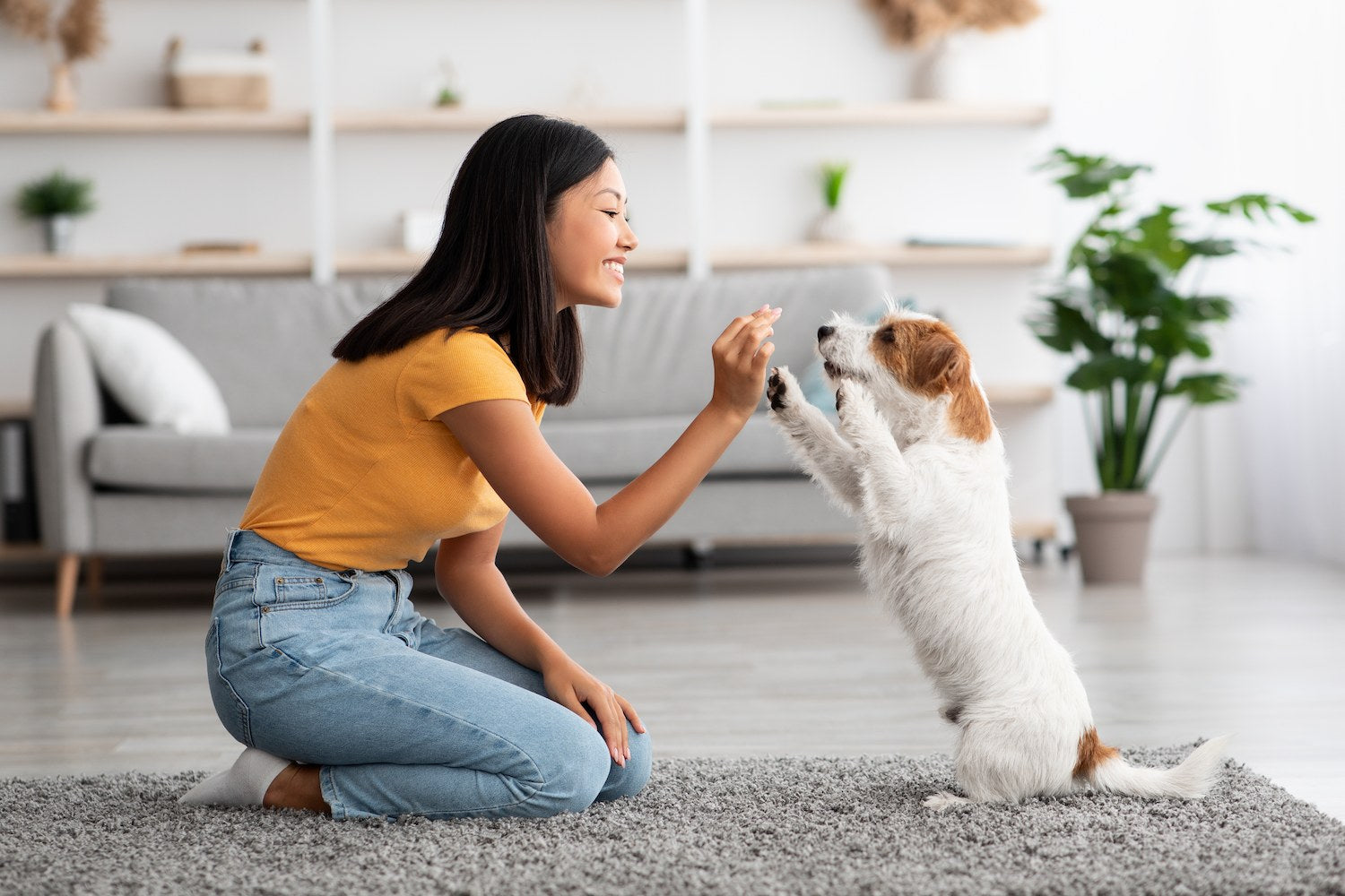 Dogs Love to Learn When You Train Them With Treats