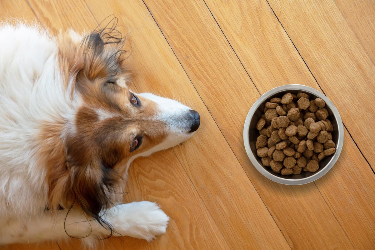 why does my dog drop his food on the floor before he eats it