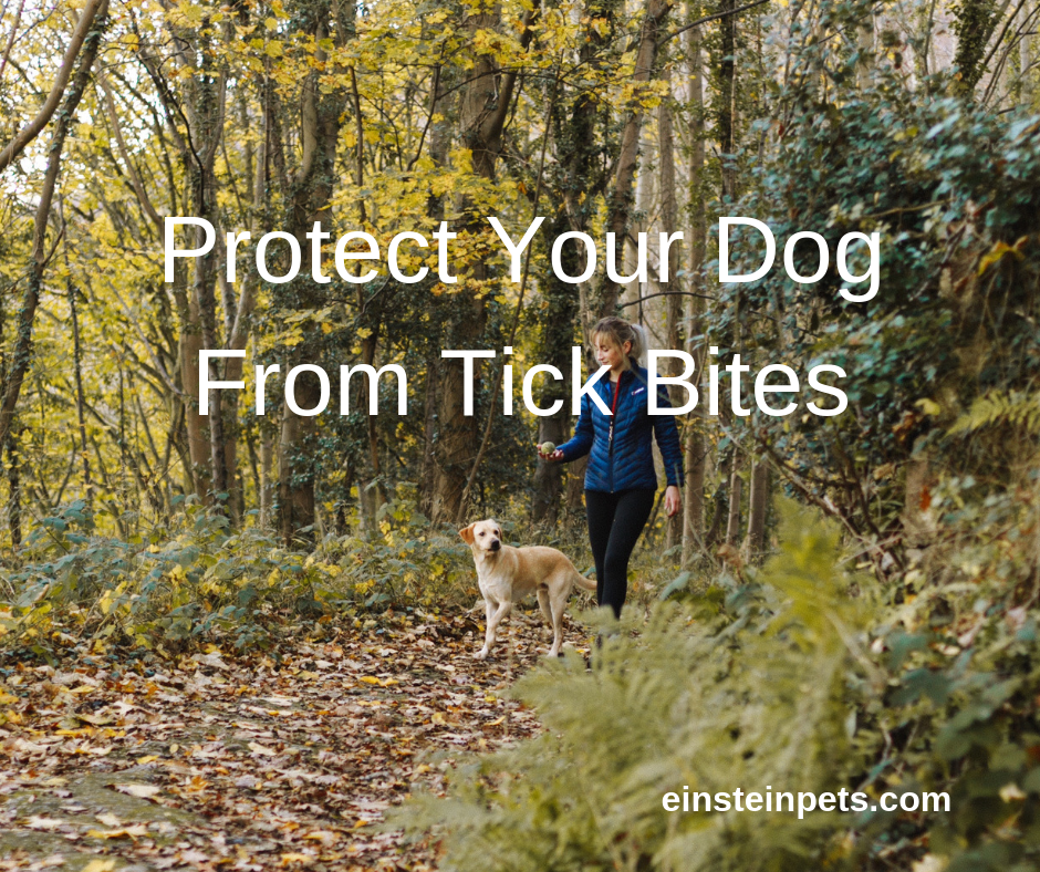 How To Protect Your Dog From Lyme Disease – EINSTEIN PETS